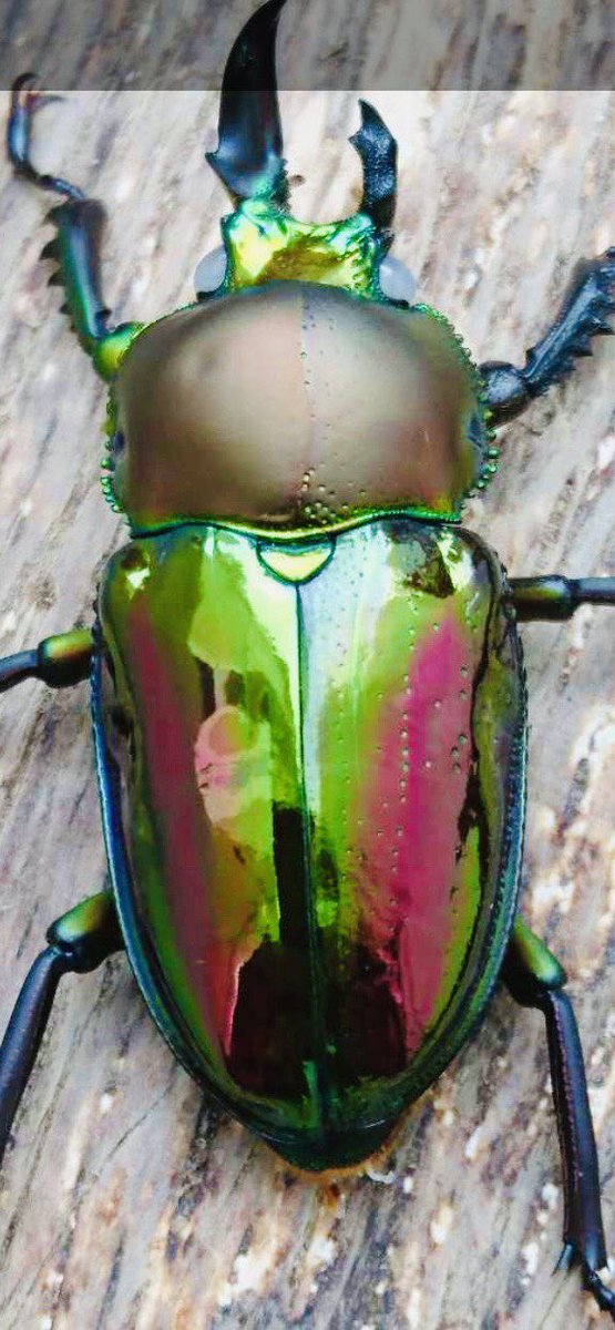 ニジイロクワガタ #モザイク雄雌型 あごの大きさだけでなく、右半分の