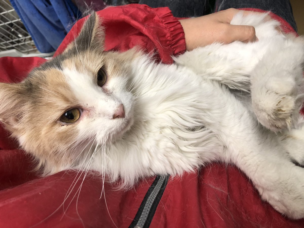 保護猫カフェ鶴橋店 ２階 元保護猫カフェマンチカン S Tweet 里親募集 ノルウェージャンフォレストキャット ハニー 17 2 1生まれ とても甘えん坊で 抱っこも大好きでふみふみしてくれます ブラッシングなどのお手入れも嫌がらずにさせてくれて良い子