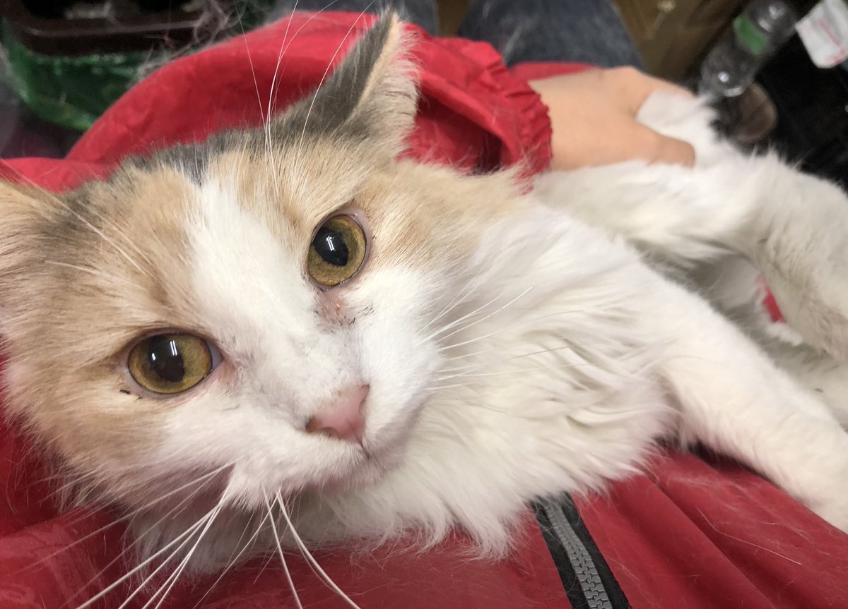 保護猫カフェ鶴橋店 ２階 元保護猫カフェマンチカン S Tweet 里親募集 ノルウェージャンフォレストキャット ハニー 17 2 1生まれ とても甘えん坊で 抱っこも大好きでふみふみしてくれます ブラッシングなどのお手入れも嫌がらずにさせてくれて良い子