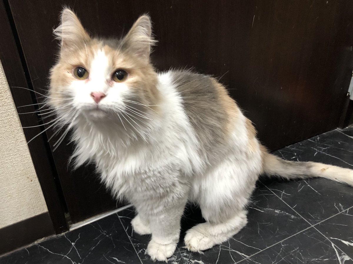 保護猫カフェ鶴橋店 ２階 元保護猫カフェマンチカン S Tweet 里親募集 ノルウェージャンフォレストキャット ハニー 17 2 1生まれ とても甘えん坊で 抱っこも大好きでふみふみしてくれます ブラッシングなどのお手入れも嫌がらずにさせてくれて良い子