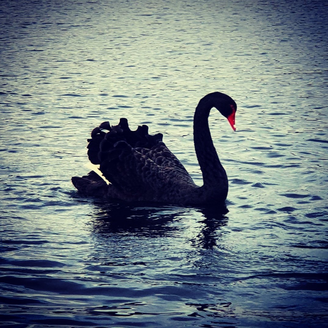 onorati_nicky's tweet image. How's about this black swan on the lake at #Colwickpark