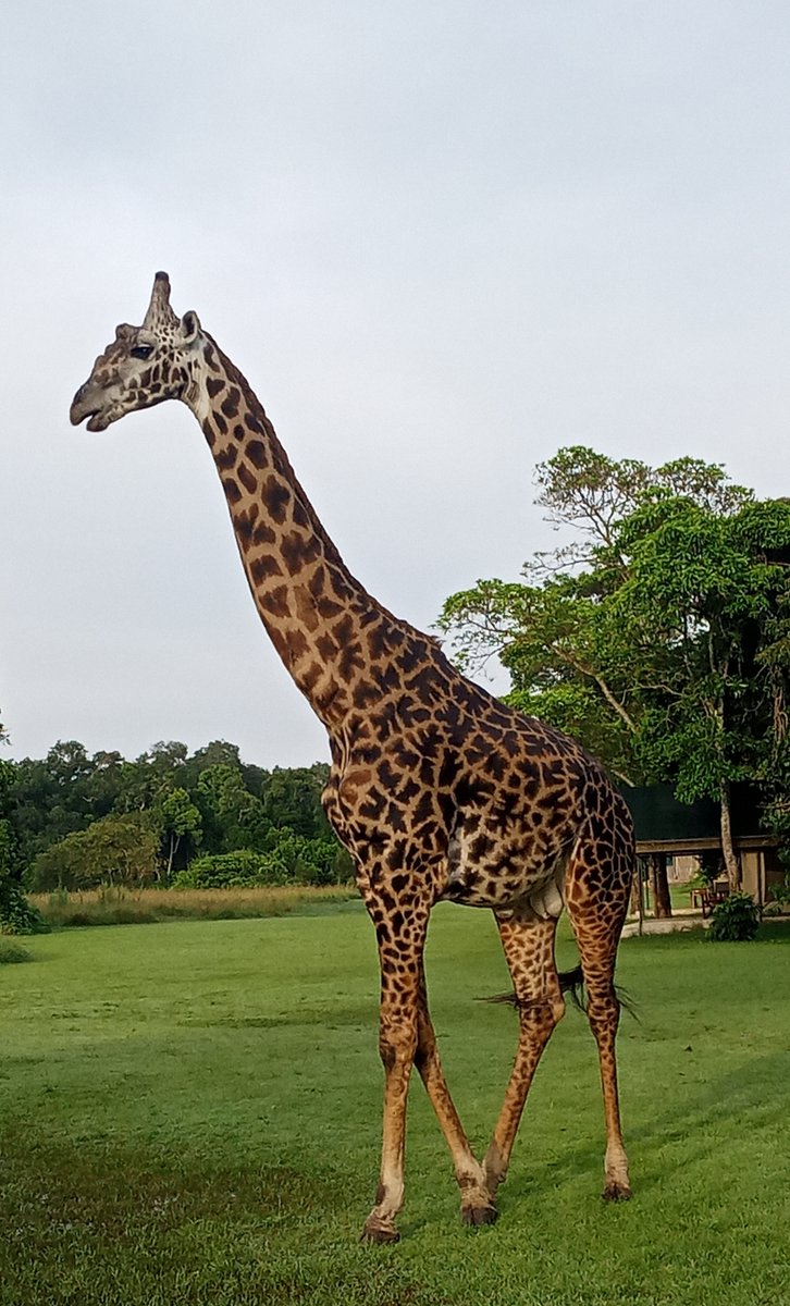 governorscamps's tweet image. It must be #Friday when a #giraffe stops by to say hello! Thanks to our camp manager Harrison Nampaso for the photos @governorscamps #castofcharacters #kenyasafari #masaimara #TembeaKenya #Magicalkenya