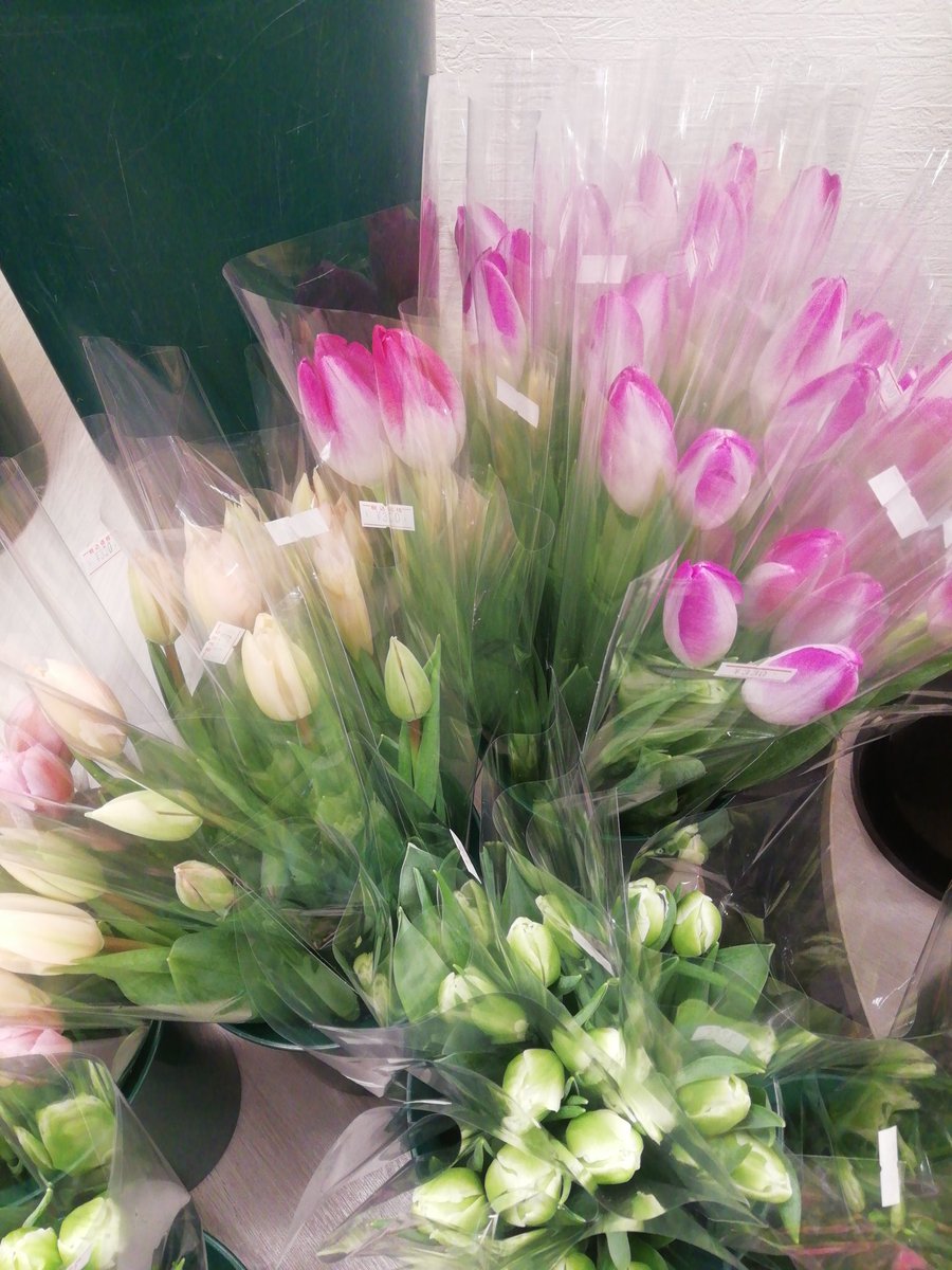 フラワー花水木 中のスタッフ チューリップが沢山入荷してますよーーーーーーーーーーー ﾟaﾟ Y 咲きます 伸びます 可愛いです ２本で３３０円 札幌twitter会 北海道孤高のtwitter会 江別twitter会