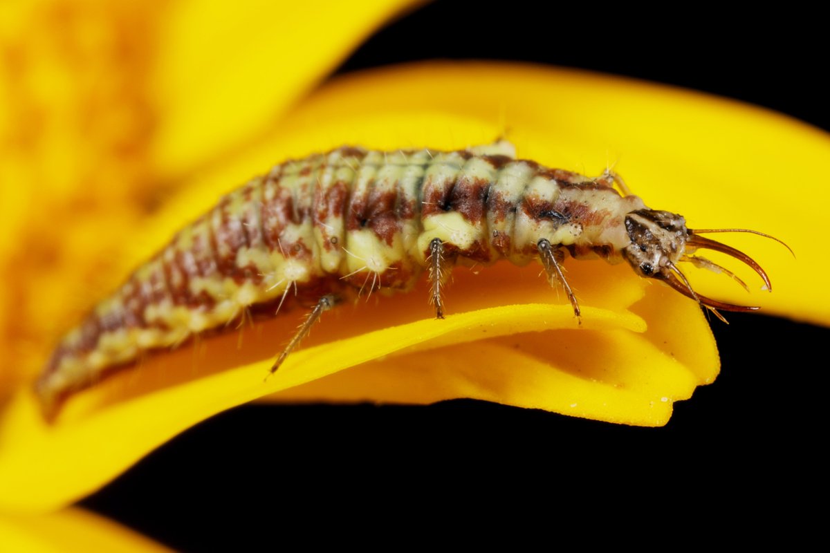 hIokksnkeuernts's tweet photo. Bei einer #Florfliege sehen irgendwie alle Entwicklungsstadien besonders aus. Die filigranen Eier werden auf Fäden abgelegt.
#natur #artenvielfalt #naturfoto #nature #insekten #tierfotos #naturephoto #makrofotografie #macrophotography #Chrysopidae #macro #makro #insects https://t.co/Dks5vRHgGv