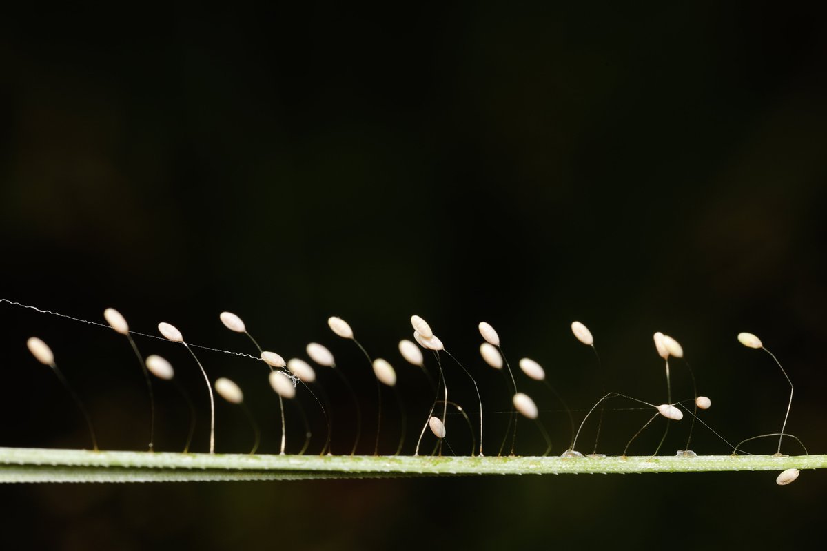 hIokksnkeuernts's tweet photo. Bei einer #Florfliege sehen irgendwie alle Entwicklungsstadien besonders aus. Die filigranen Eier werden auf Fäden abgelegt.
#natur #artenvielfalt #naturfoto #nature #insekten #tierfotos #naturephoto #makrofotografie #macrophotography #Chrysopidae #macro #makro #insects https://t.co/Dks5vRHgGv