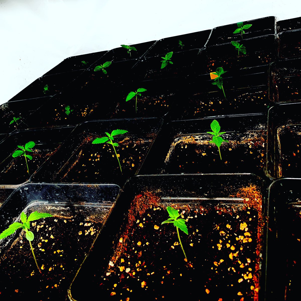 Pura vida 💯💯 variedades #2021 #oldschool  #cbd #higlife #cannabis #marihuanalegal #seedscannabis #cannabiscommunity