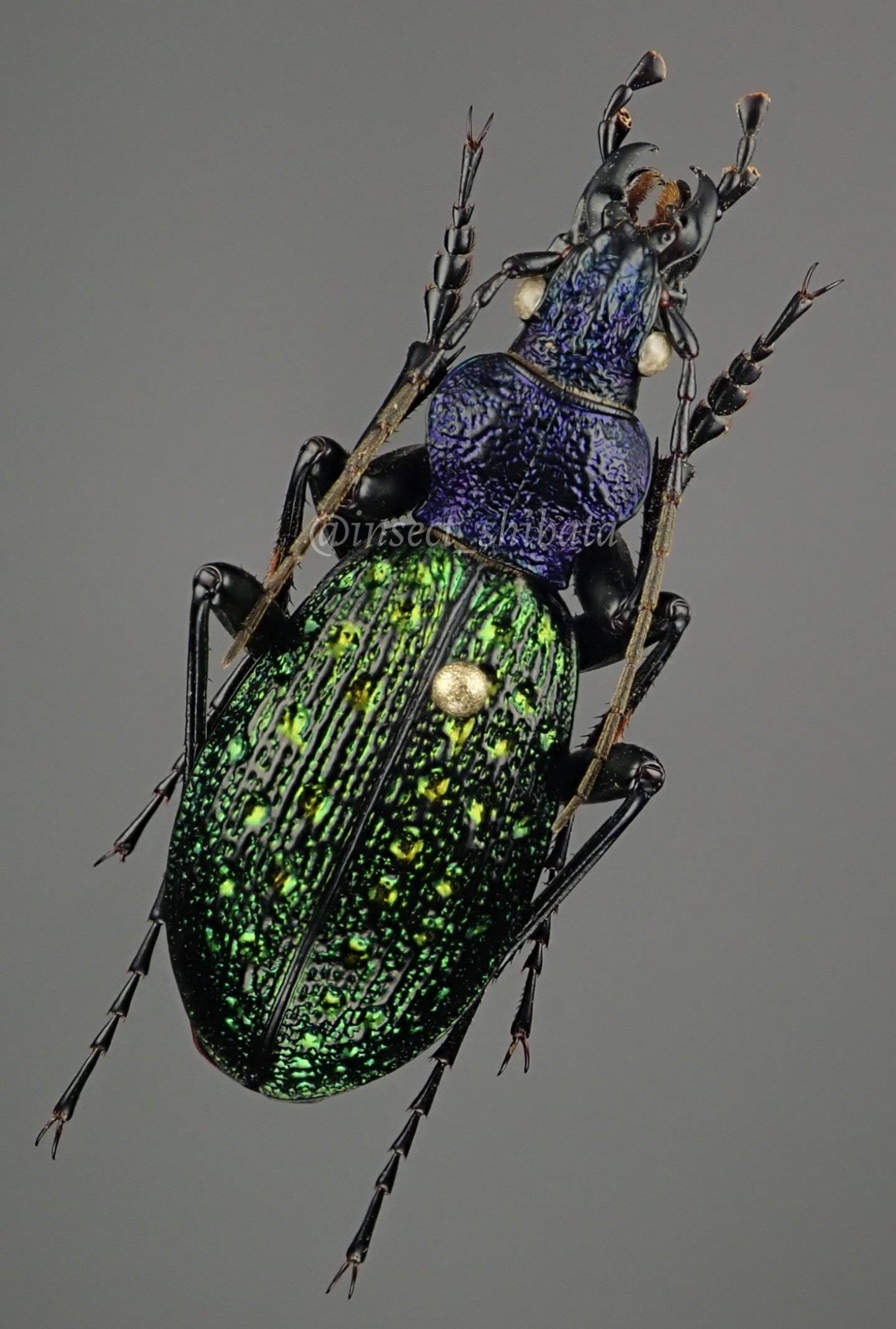 581 中国湖北産 希少 ニシキオサムシ Aristocarabus sp. メス A2