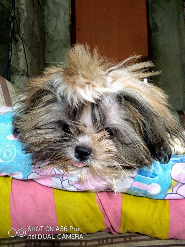 TeacupPh's tweet photo. #Fiona #Went #For #A #Walk #And #Got #Caught #In #The #Rain #Happy #To #Be #Back #In #The #Warm #And #Dry https://t.co/dPXjYNRS87