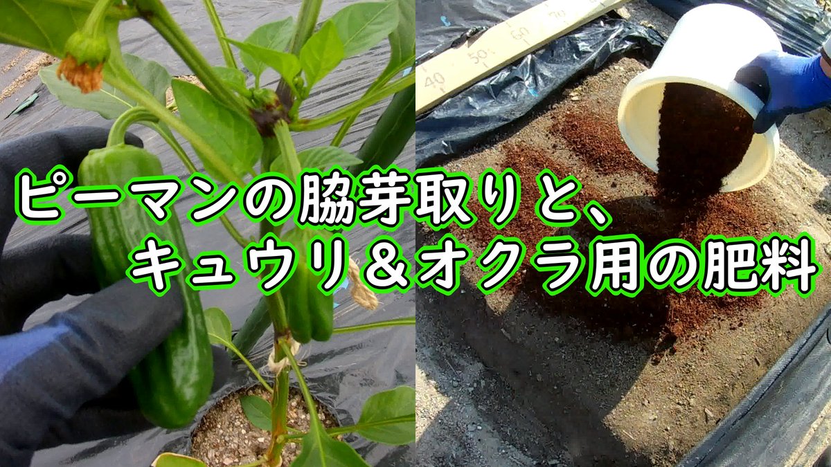 Sainome San ピーマンは 株を大きくするため脇芽摘み キュウリ オクラは 苗を植える準備が整いました 家庭菜園 キュウリ ピーマン オクラ ピーマンの脇芽取りと キュウリ オクラ用の肥料 有機栽培でおいしい野菜作り T Co M6bjvgfep9