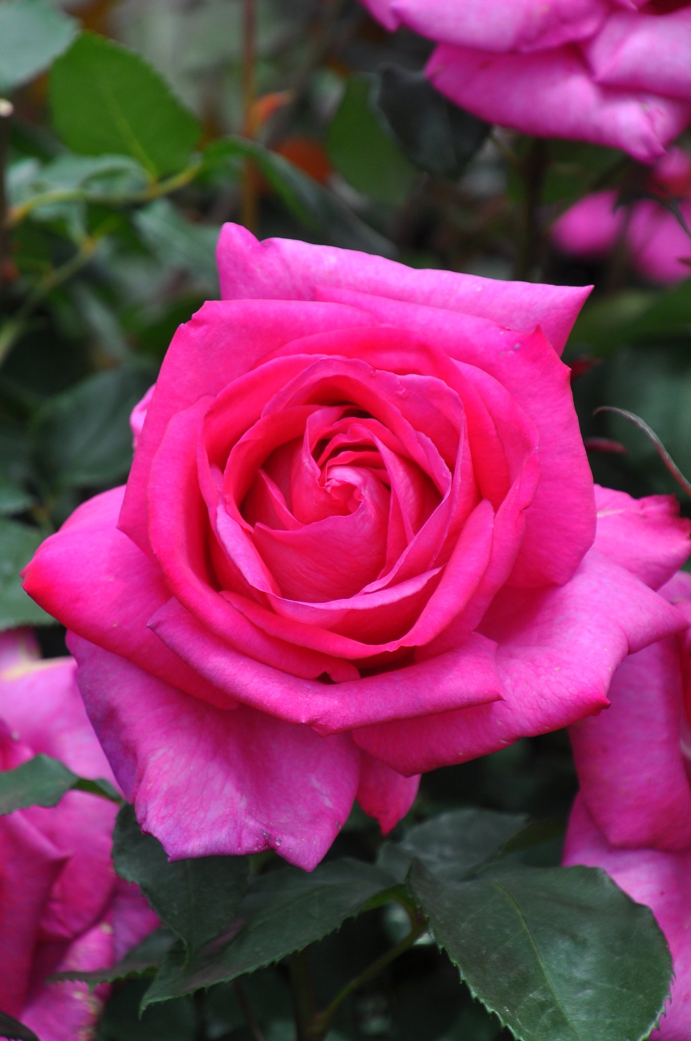 バラの家 公式本店 Rosa Orientis パローレ Parole 人目を引くマジェンタカラーの花色に剣弁高芯咲きの巨大輪 甘く濃厚な芳香も魅力 公式本店 T Co Kdn3cz3p7x 楽天店 T Co Fdeyzcwfxe