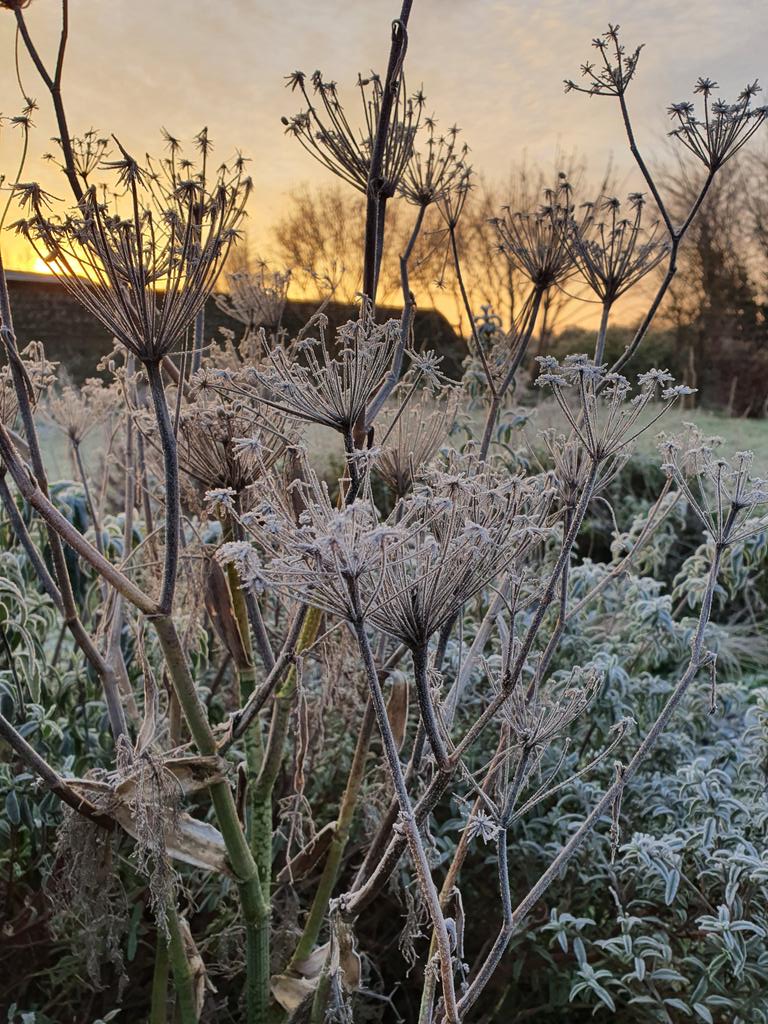 MLaurenceDesign's tweet image. Early light and frost in the garden

#garden #winterstructure #wintergarden #plantingdesign #winterform #frostymorning #sunrise #gardendesign #beauty
