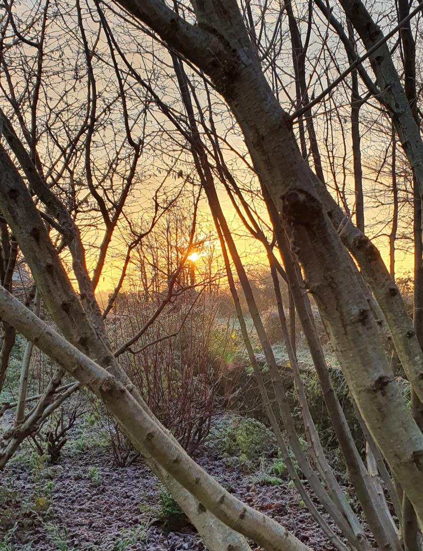 MLaurenceDesign's tweet image. Early light and frost in the garden

#garden #winterstructure #wintergarden #plantingdesign #winterform #frostymorning #sunrise #gardendesign #beauty