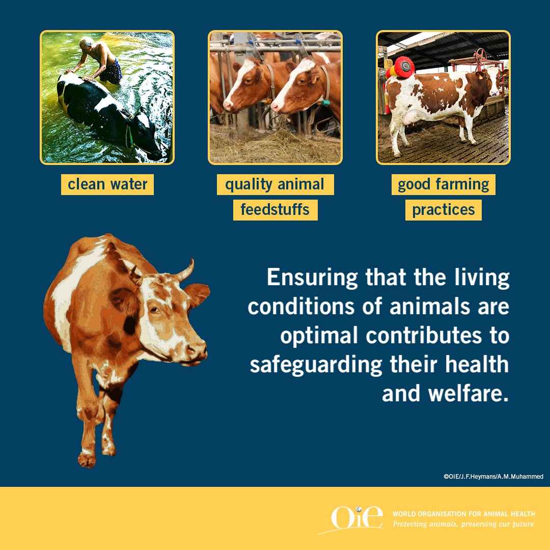 Keeping livestock in optimal living conditions by providing quality feed &amp; clean water, implementing #biosecurity, contributes to protecting:

✔️  animal health &amp; welfare
✔️ food safety &amp; security
✔️ livelihoods