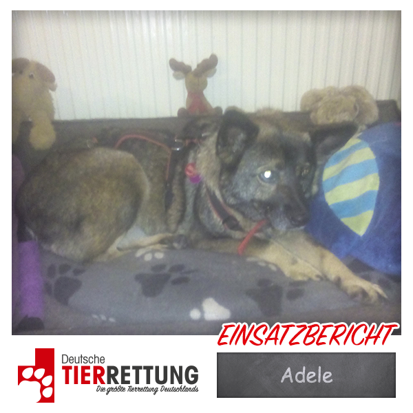 DtTierrettung's tweet photo. Tierrettung Einsatz: Adele in Duisburg - https://t.co/9m6uH3UGdj https://t.co/41OCOXIQ1f