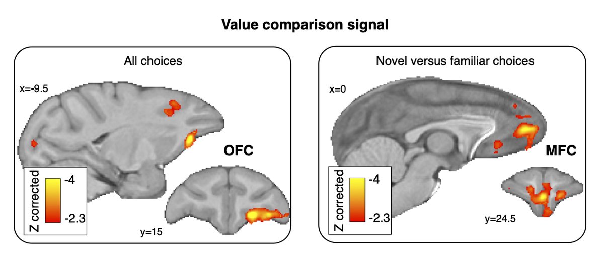 We searched for a value comparison effect in the BOLD signal (chosen minus unchosen option value). As expected, such a signal was present in OFC and equally for all trials, but it was strikingly different in MFC when choosing among unfamiliar compared to familiar options. 5/8
