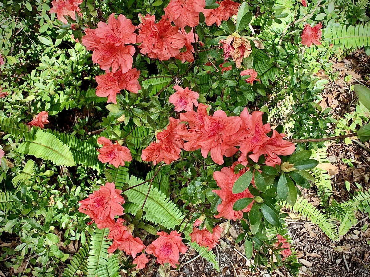 “It is only goodness which gives extras, and so I say again that we have much to hope from the flowers.”
- Arthur Conan Doyle

Please click to view. 

#PhotoOfTheDay #flowers #Florida  #RainbowSpringsStatePark #love #Azaleas #life #VictorHugo #nature