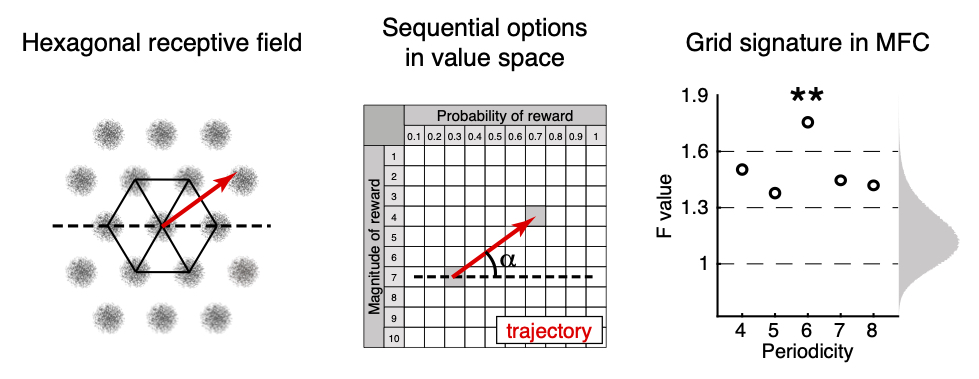 How does MFC represent novel 2-dimensional value (magnitude and probability)? We presented options one at a time, so that the monkeys could “navigate” this space, and we observed a hexagonal symmetry in the MFC fMRI activity, analogous to the grid encoding of physical space. 6/8