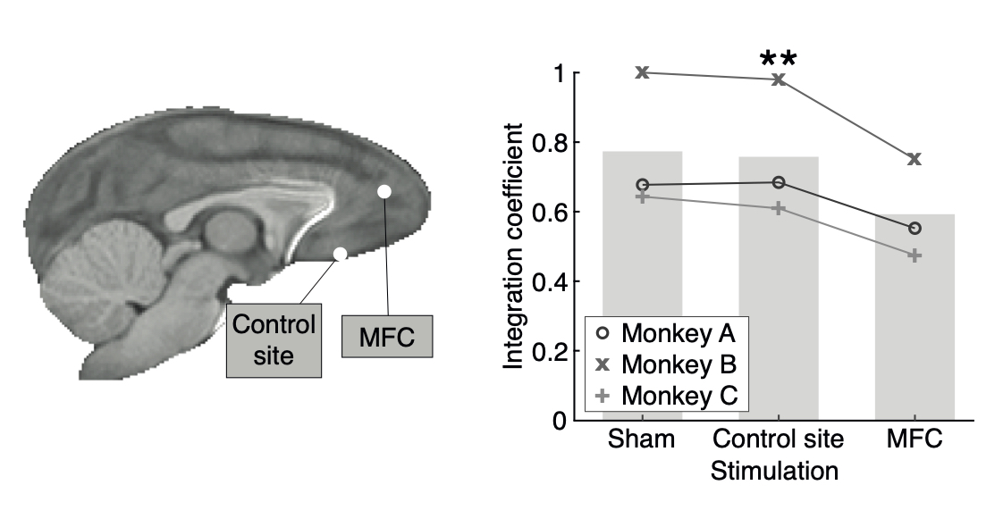 Finally, we transiently disrupted MFC with a new focused ultrasound method. This caused choice behaviour to rely more on the two attributes considered separately, and less on their interaction, proving MFC’s key role in the value integration process underlying novel choice. 7/8