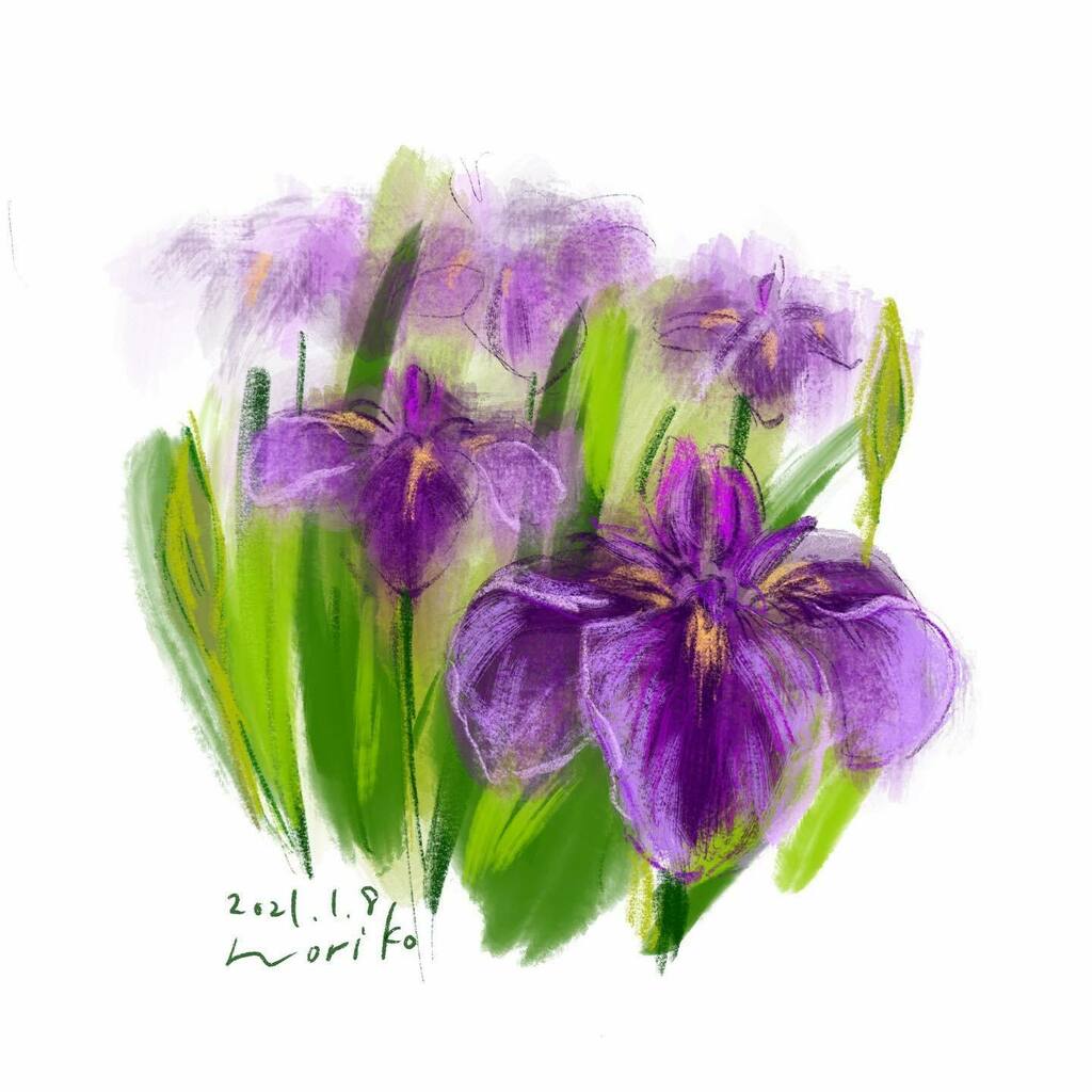 のりこ Japanese Water Iris 花菖蒲 ハナショウブ 花 Flowers Iris Japaneseiris Irisensata Akane Art イラスト Illustration Drawing Art Painting Procreate 一日一絵 Onesktchaday Onedrawingaday 365drawings