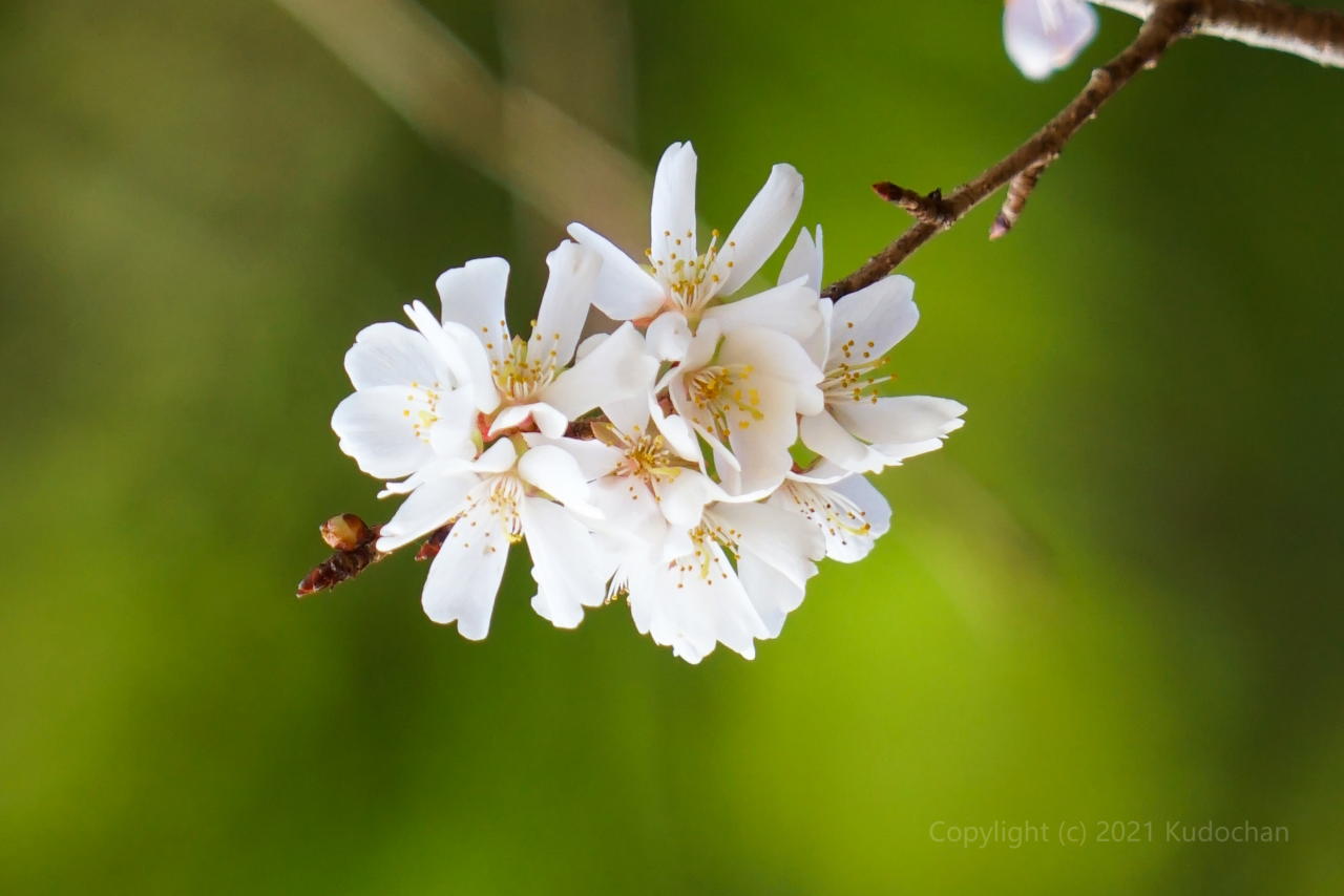 Kudochan いつもの場所で冬桜 橿原神宮 フユザクラ Tlを花でいっぱいにしよう T Co Ju0ejl5rln Twitter
