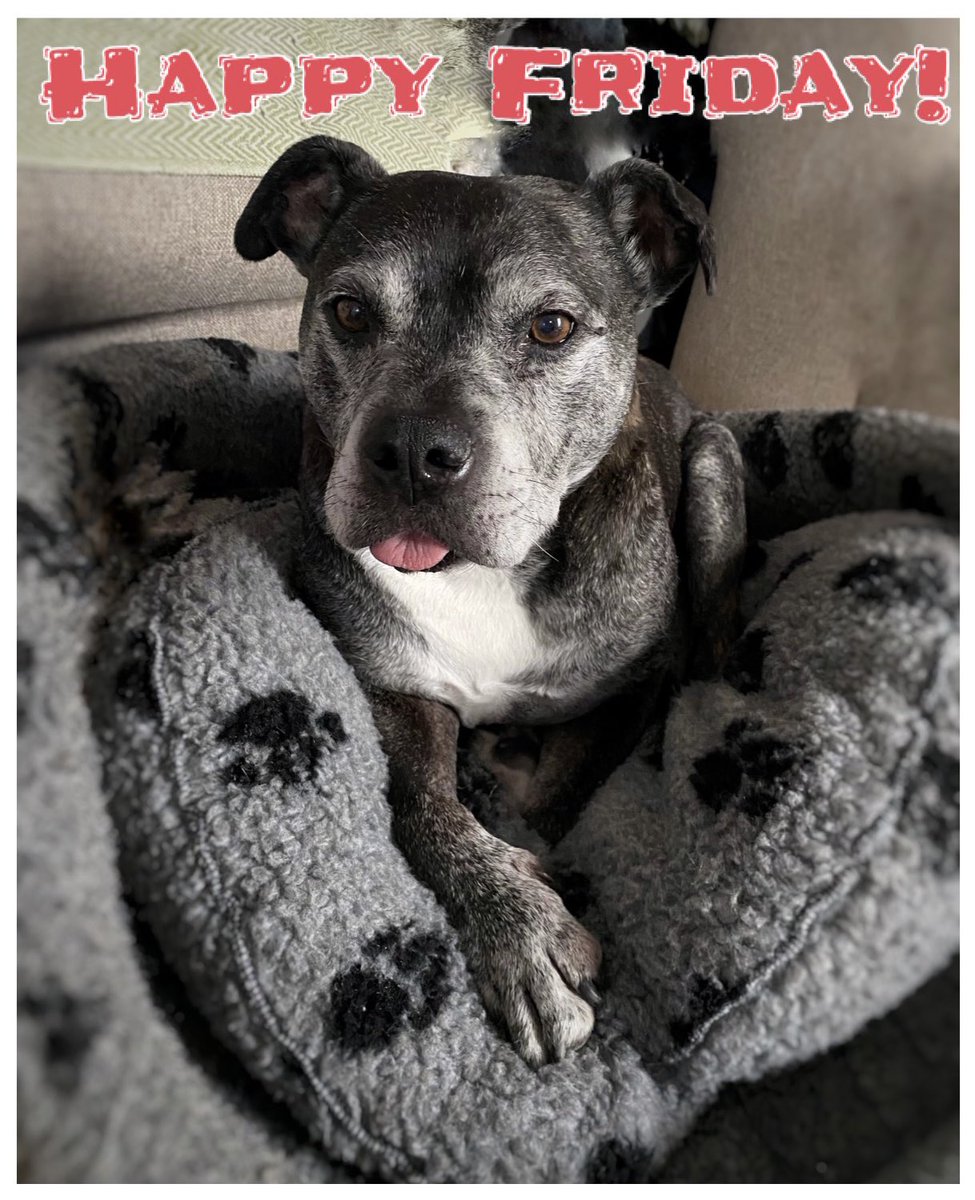 ConkersPets's tweet photo. Happy Friday!! 🐶👅
#fridayfeeling #happyfriday #itsfriday #nearlytheweekend #petshoppooch #haveafabday #staffie #frostyface #olddogsofinstagram #love #family #keepitlocal #felixstowe #woodbridge #ipswich #suffolk https://t.co/n8TZ2ZlLUw