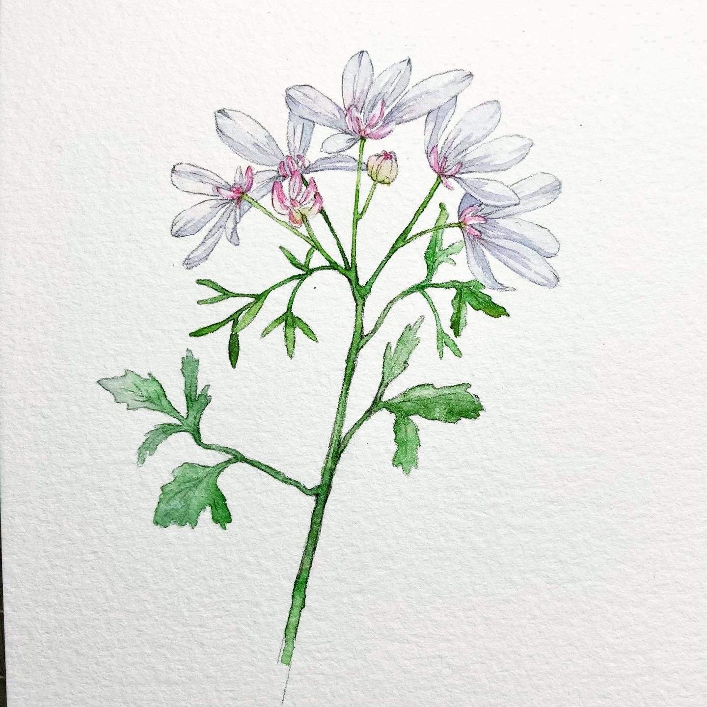 Kyutori 九鳥 一月八日 銀翅花 係芫茜花 Z T Co Hzv6k2hqyo Twitter