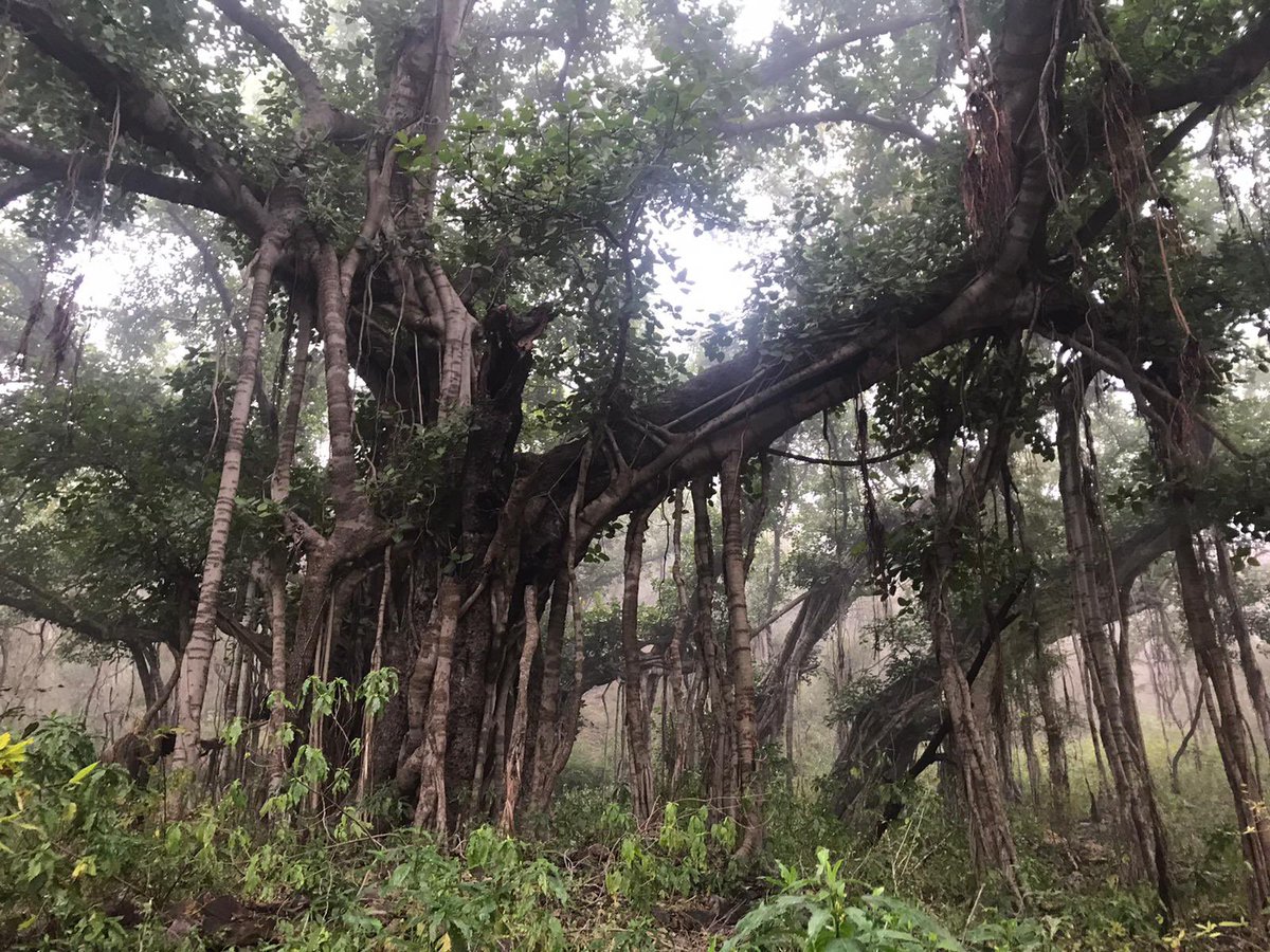 thornton_dt's tweet photo. Today’s reflection on last years India trip - the hunt for Tigers 🐅 #ayeartoday (in iiiiiiiiiiiiii https://t.co/xSjaaxD8gr
