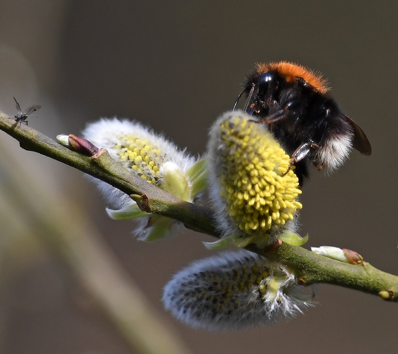 BumblebeeTrust's tweet photo. Thank you to Andy Jones for sharing this beautiful photo of a Tree #bumblebee. Who else is looking forward to bumblebee season? #Fridayfeeling #beekind #beethechange #beeobservant https://t.co/LnodNGFsZI