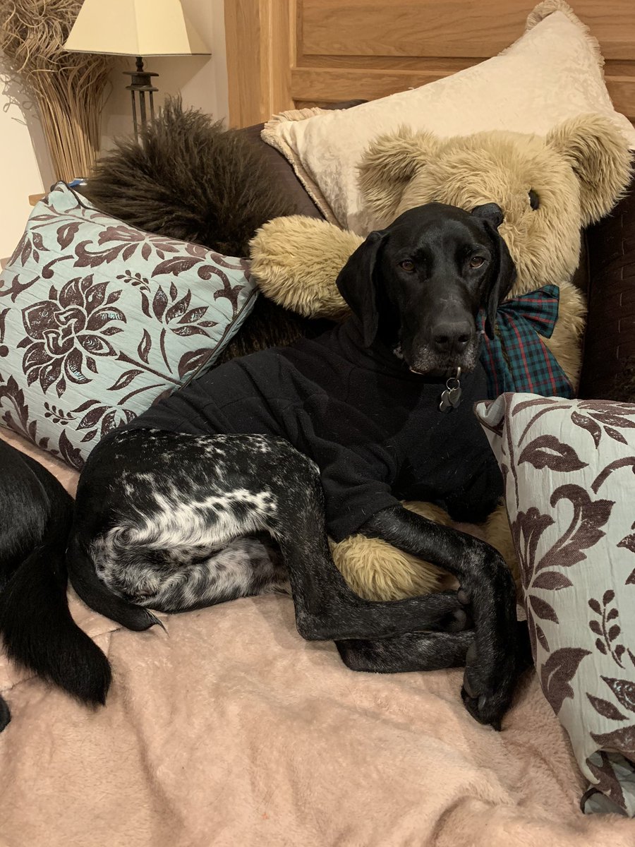 1974Parky's tweet photo. Er walk....er no.....I’m cosy thanks! 🤣 #comedydog https://t.co/j0J5FcJMGt