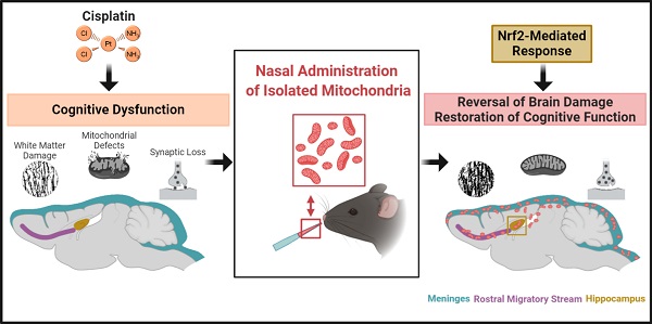 Check out our latest paper showing that nasal administration of mitochondria restores signs of chemobrain. thno.org/v11p3109.htm
Collaborative study by Jenolyn Alexander, and <a href="/CobiHeijnen/">Dr. Cobi Heijnen</a> with @UTDPainLab, <a href="/AndiWangzhou/">Andy Wangzhou</a>, and others not on Twitter.