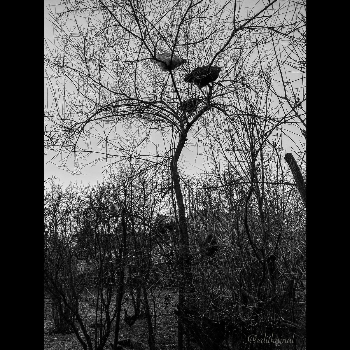 HajnalEdit's tweet photo. Have you ever seen a chicken tree? 🐓🐓🐓 #chickentree #photography https://t.co/ww5zNtfxfm