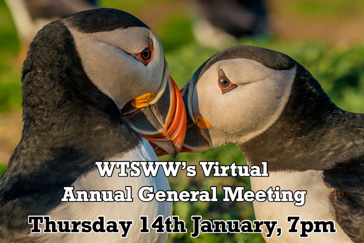 Skomer Island Skomer Island Twitter