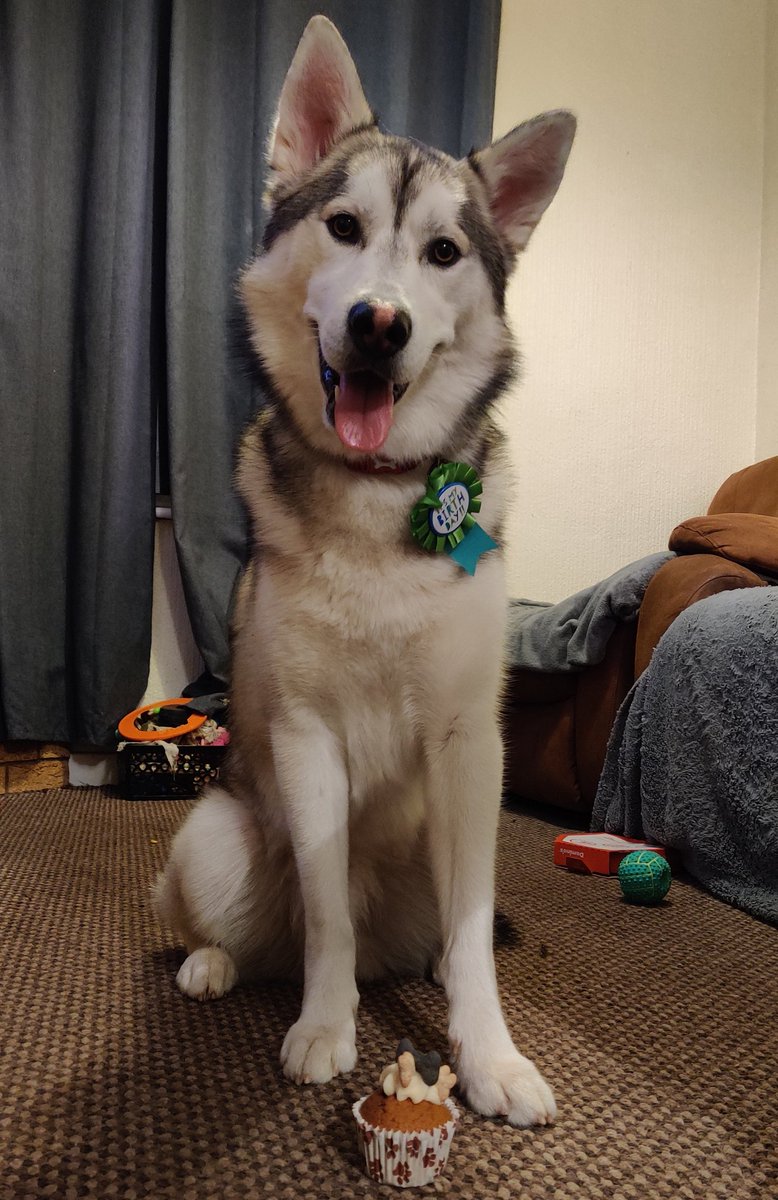 bams_pov's tweet photo. 'ello. Forgot Twitter existed. Heres my dog on his birthday. https://t.co/nvuN8iSr3y