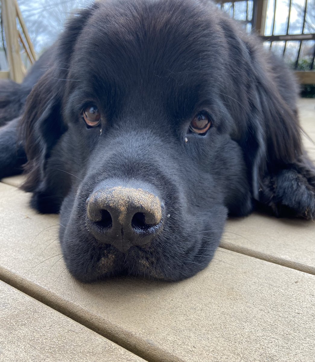 Gus the Newfoundland tweet media