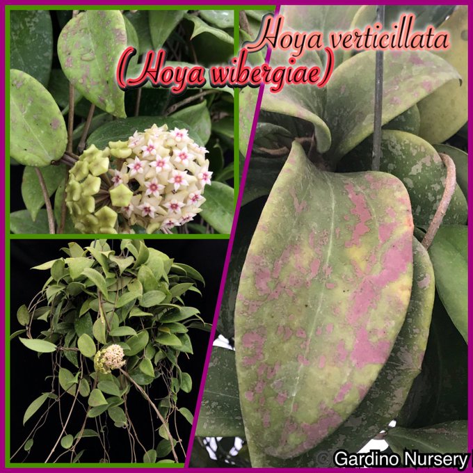 Watch Hoya Plants's leaked NSFW photo on TwXstars