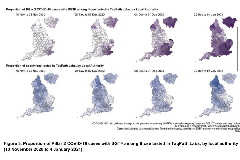 The spread and concentration across the country clearly show in these maps Purple maps show where UK variant is being detected, darker colours mean  percentage of all cases