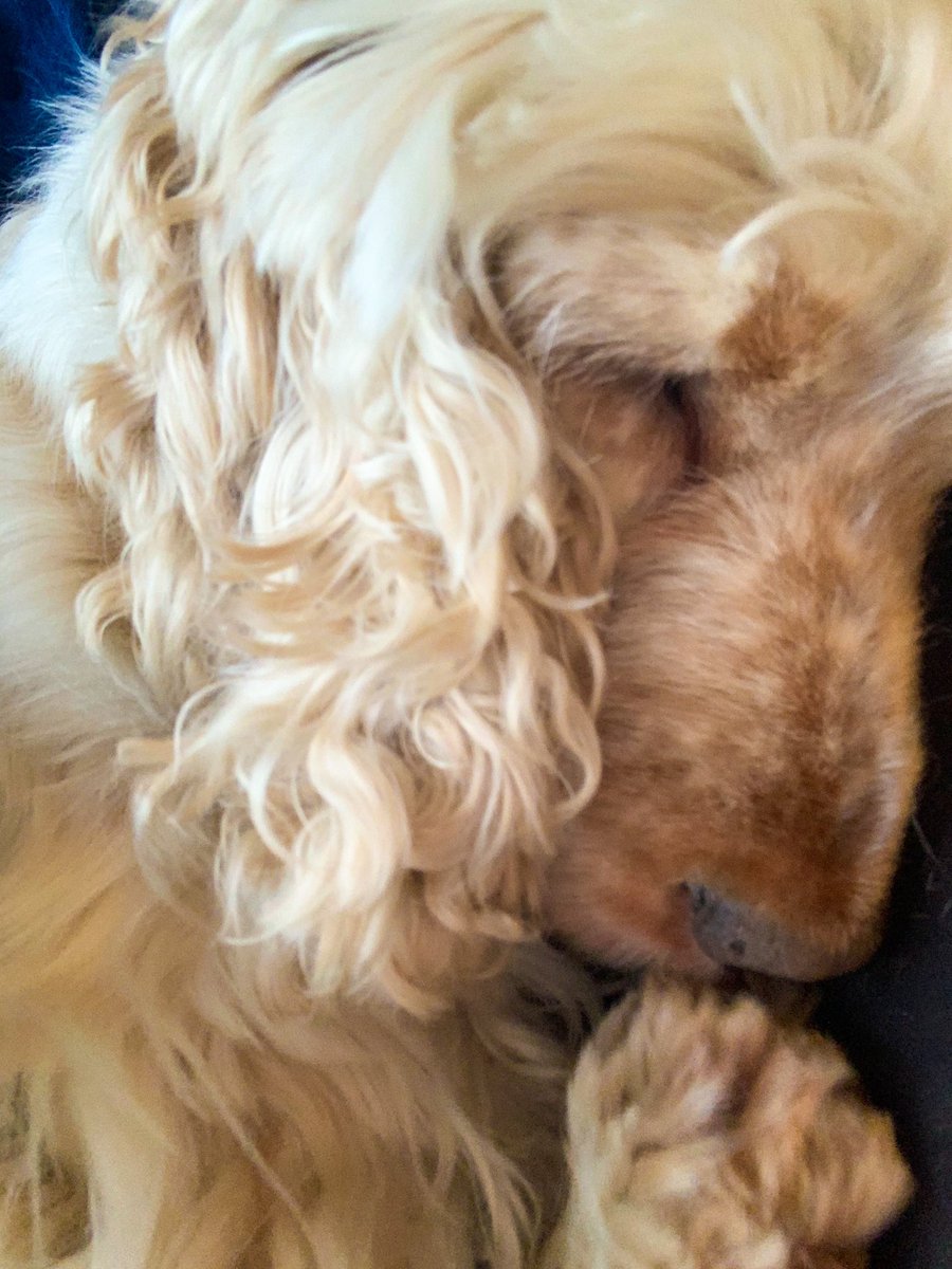 ani de la prida tweet media