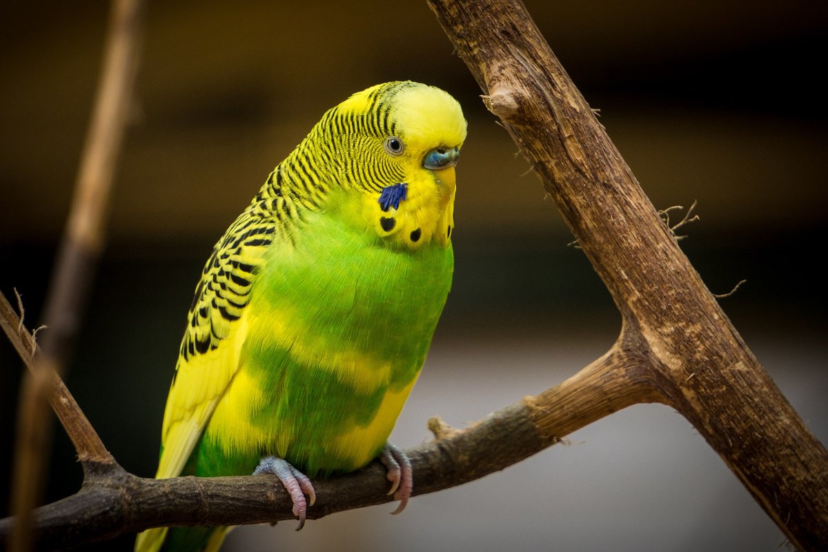 mineervacc's tweet photo. ¡Hasta hoy no sabía que PowerPoint tenía tantas opciones para editar una imagen! Hemos cambiado el fondo, añadido texto y recortado la imagen. Con PicsArt hemos añadido filtro y cambiado algunos colores 🐦
Herramientas fáciles y rápidas 👍🏼
#221222021uib #22122g3 
Antes y después: https://t.co/O7zueD1zkP