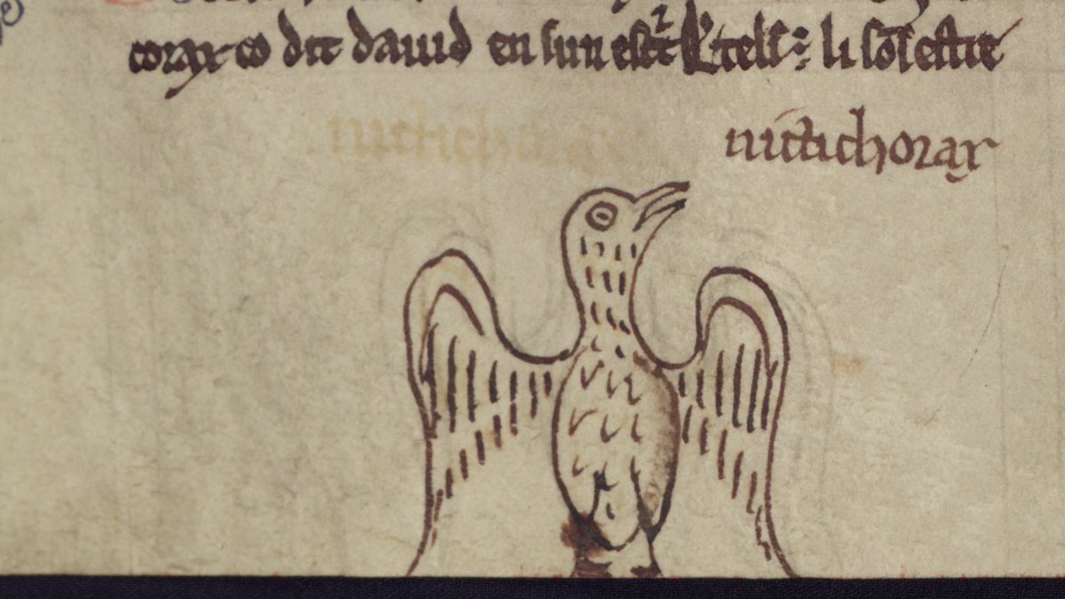 A manuscript illumination of a night heron