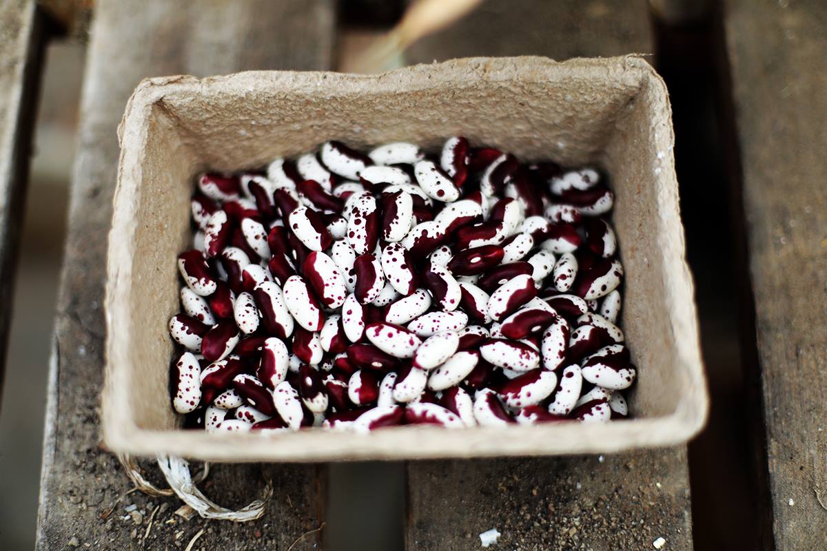 Ydych chi eisiau cynhyrchu cnydau hadau? 🌱
Do you want to produce seed crops? Join our 12-month long seed production training, a partnership between the Seed Sovereignty Programme <a href="/SeedSov/">SeedSovereigntyUkIreland</a>  and <a href="/TyfuCymru/">TyfuCymru</a> 
tyfucymru.co.uk/whats-new/trai… @SFarms_Gardens <a href="/OGAgrowers/">Organic Growers Alliance</a> @LandworkersUK