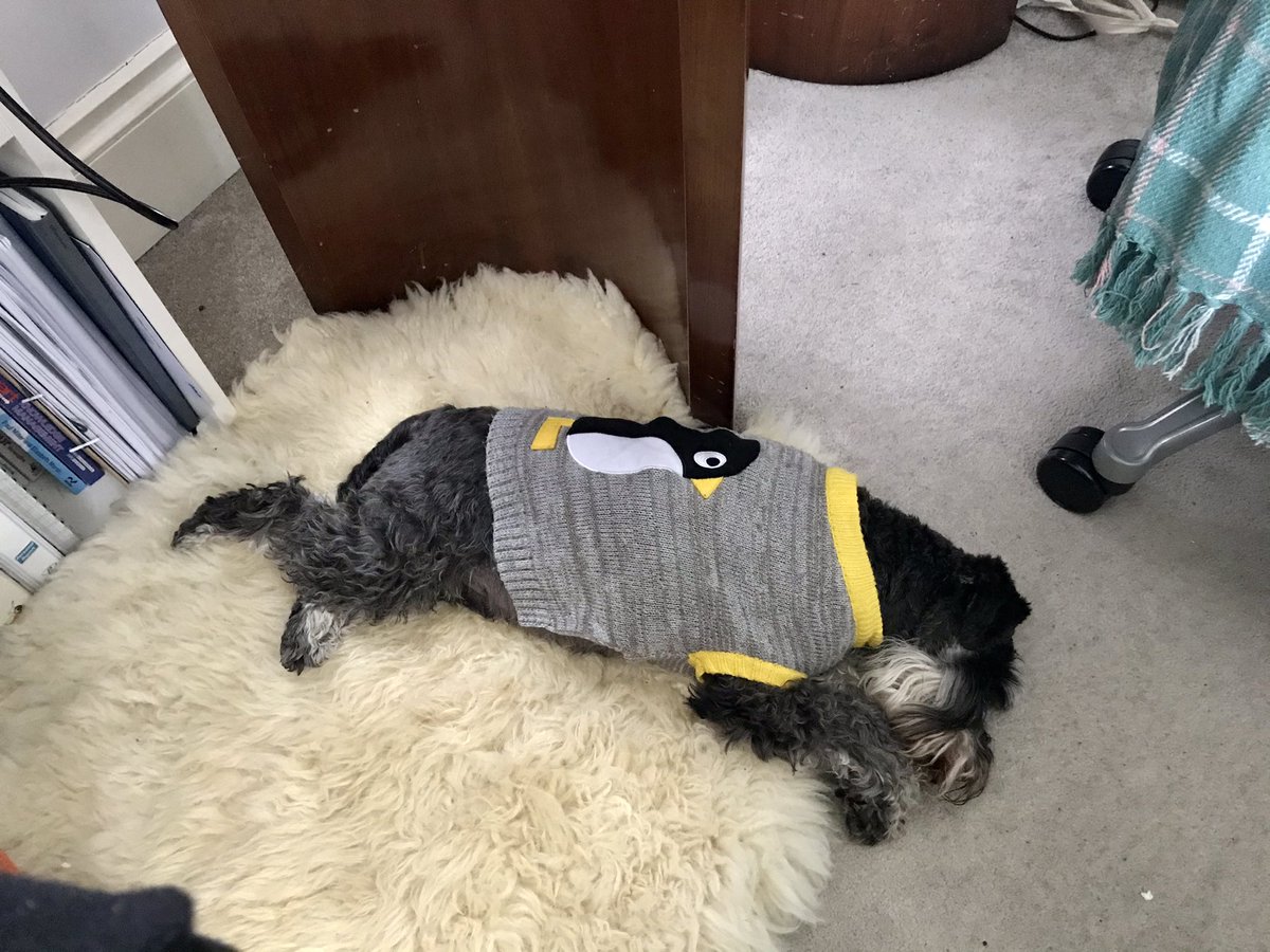 akaLittleWoof's tweet photo. It’s hard work doing this #homeschooling #schoolinthecloud malarkey #SchnauzerGang #dogsinlockdown #dogsduringlockdown but Mummy is absolutely rocking it with #ThePoosis 👏🏻🍾🥂 https://t.co/KcAP1VbMJP