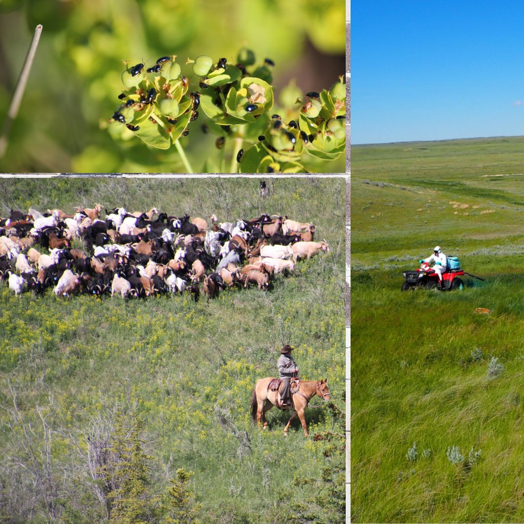 FWRWMA's tweet photo. One of our partners, @SODCAPInc has weed management projects that use integrated approaches to controlling leafy spurge. Insects, targeted grazing with goats & chemical are incorporated into weed management plans – methods that can work together across a landscape. #fwrwma https://t.co/4PmdoEsAbC