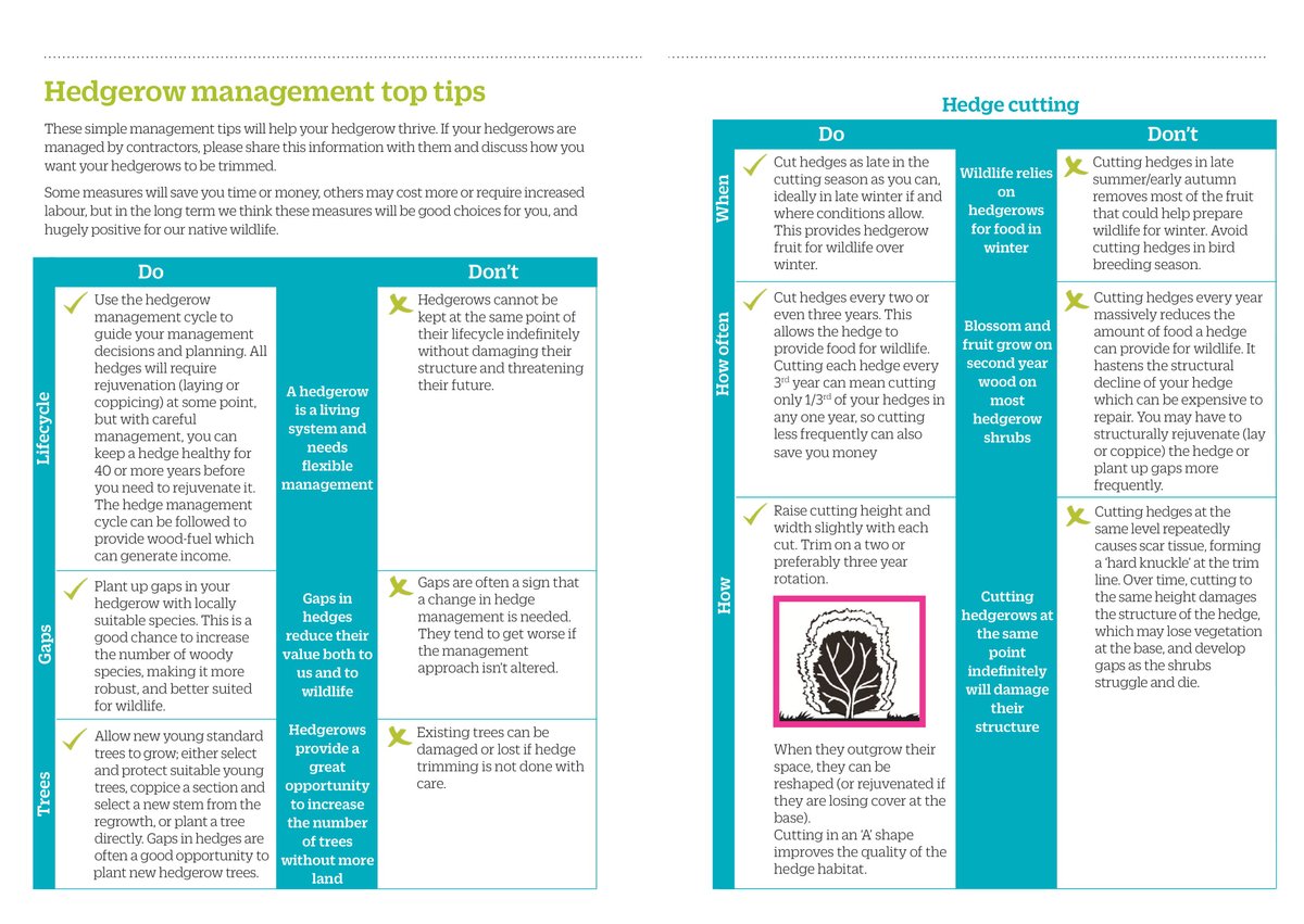 It's not just laying; there are simple wins with hedge management too - like cutting slightly higher and wider with every cut. Or cutting less frequently. Or only cutting one side each year.
