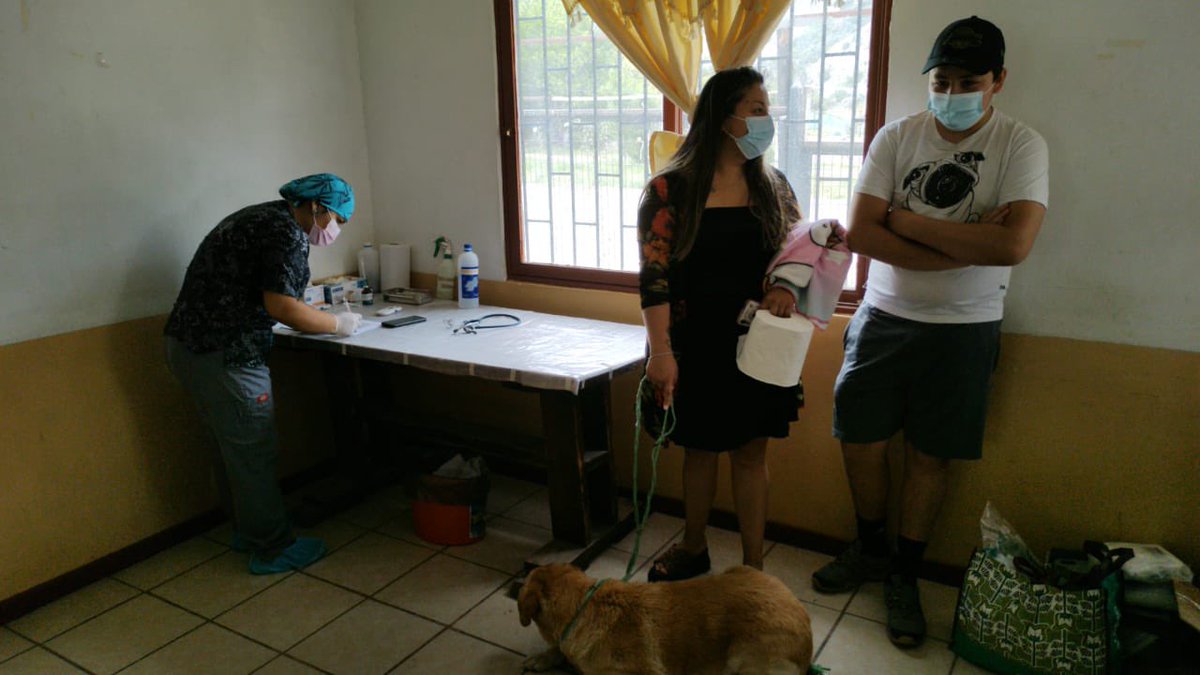 MuniSJdeMaipo's tweet image. DURANTE ESTA MAÑANA || El equipo municipal de Medioambiente se encuentra realizando el primer día del Operativo de Esterilización 🐶🐱 en la localidad de San Gabriel. Si no te has registrado, hazlo a través de medioambiente@sanjosedemaipo.cl