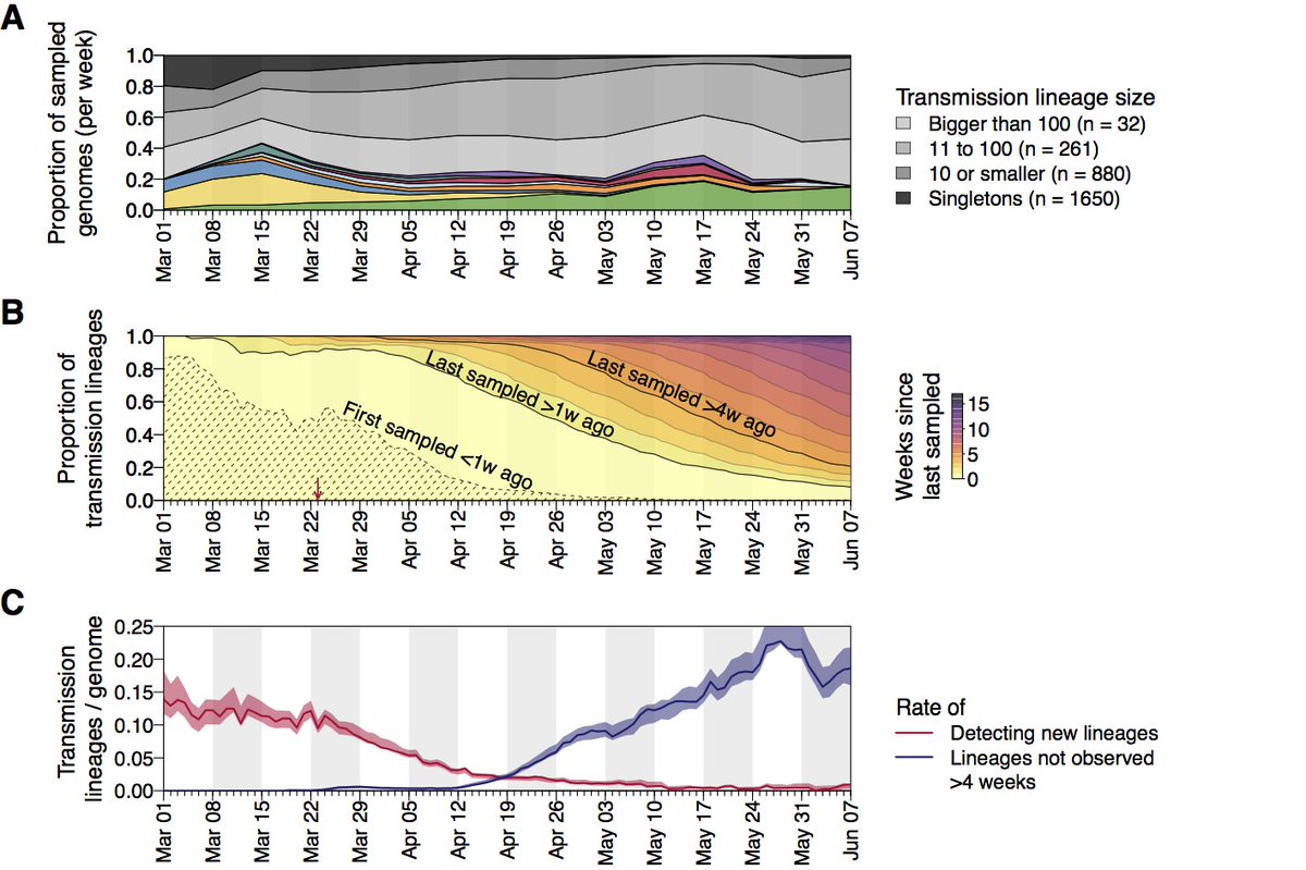 The rate of imports slowed after lockdown, but we find earlier lineages were larger, more dispersed and harder to eliminate, highlighting the importance of rapid or pre-emptive interventions. Overdispersion in transmission likely led to even greater survival of larger lineages.