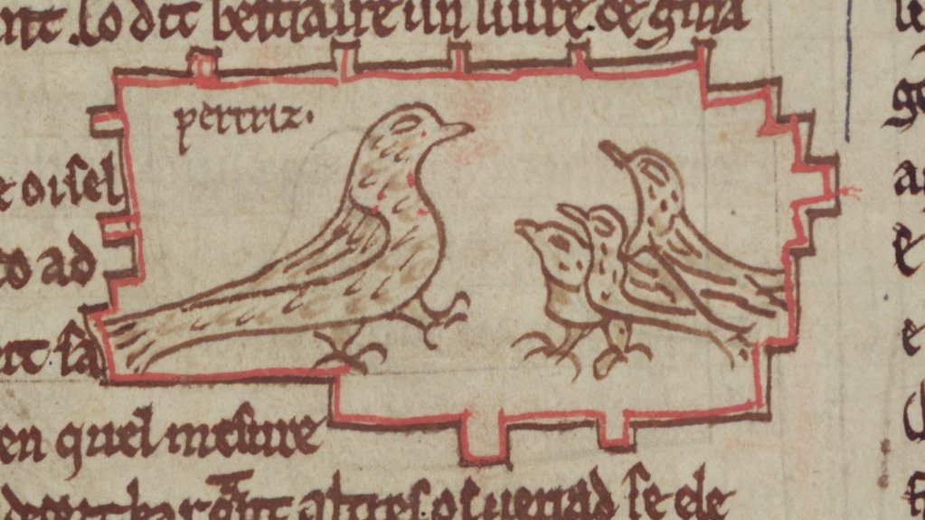 A manuscript illumination of	a partridge and its young