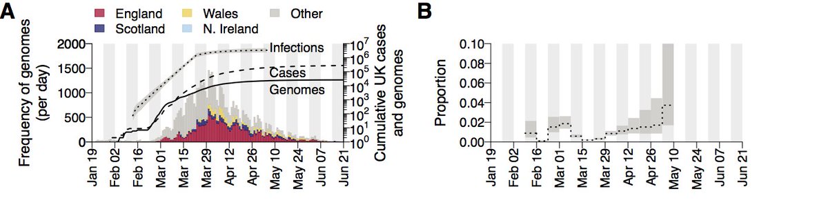 We use >50K genomes, 26K from the UK (thanks to  @CovidGenomicsUK) representing ~10% of UK cases in the 1st wave, but still only ~0.5% of all estimated infections. Nonetheless this is a level of surveillance much higher than we’re used to and allows for unprecedented insights.