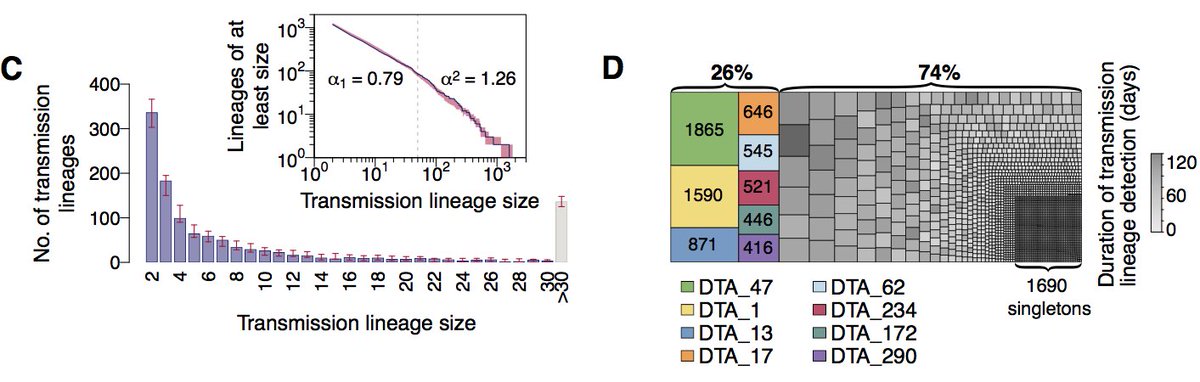 We detect >1000 independently-introduced UK transmission lineages. However we expect this number to be an underestimate. Transmission lineage sizes follow a power-law distribution with the biggest 20% accounting for >75% of all UK genomes in our dataset.