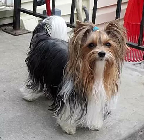 GourmetHospital's tweet photo. New items are added to our pet line on Dot Com. 
Stay tuned. Now you will he able to let "Fluffy" to enjoy the same benefits as you do with your CBD regiment. 

https://t.co/f0csI1CURy 

Pets Section

Coming Monday ☆ Jan 11th 
We carry only CV Sciences product
Only CV SCIENCES https://t.co/sSM1FYG5sD