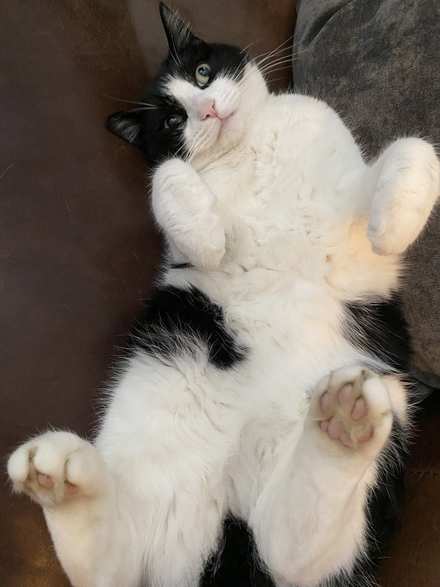 Me has had a very hard days at work today catching all thems zombies and I am feeling kind of fuzzy and tired!! #ZSHQ